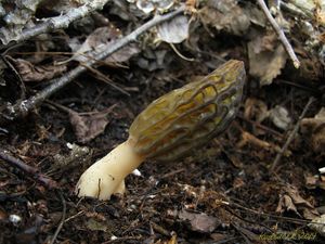 Klikni pro velký obrázek