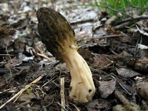 Klikni pro velký obrázek