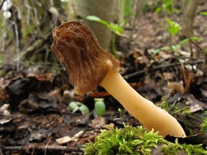 Klikni pro velký obrázek