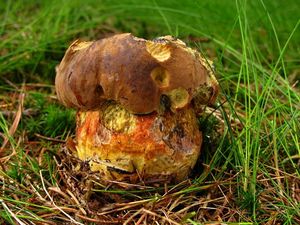 Klikni pro velký obrázek