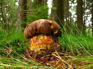 Klikni pro velký obrázek