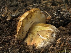 Klikni pro velký obrázek