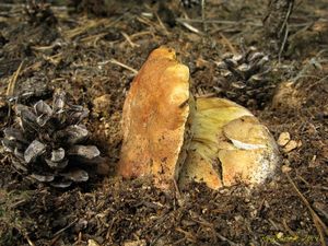 Klikni pro velký obrázek