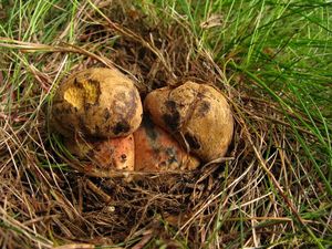 Klikni pro velký obrázek