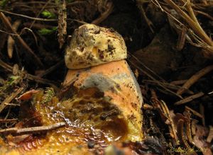 Klikni pro velký obrázek