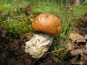 Klikni pro velký obrázek