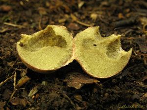 Klikni pro velký obrázek