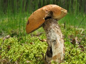 Klikni pro velký obrázek