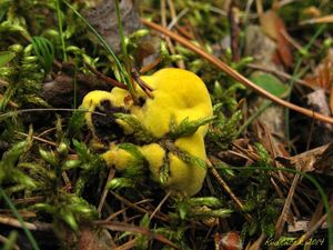 Klikni pro velký obrázek