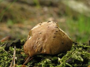 Klikni pro velký obrázek