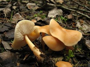 Klikni pro velký obrázek