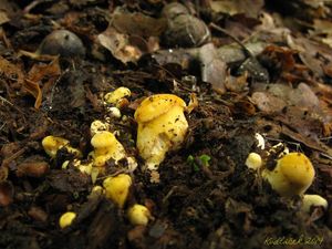 Klikni pro velký obrázek