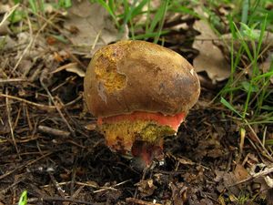 Klikni pro velký obrázek