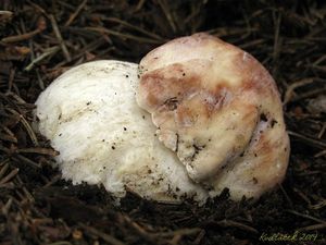 Klikni pro velký obrázek