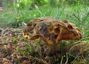 Klikni pro velký obrázek