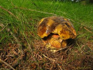 Klikni pro velký obrázek