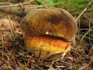 Klikni pro velký obrázek