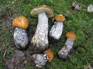 Klikni pro velký obrázek