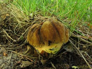 Klikni pro velký obrázek