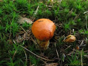 Klikni pro velký obrázek