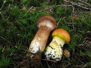 Klikni pro velký obrázek