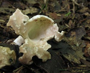 Klikni pro velký obrázek