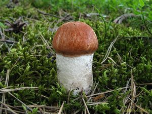 Klikni pro velký obrázek