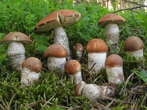 Klikni pro velký obrázek