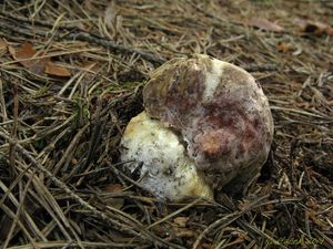 Klikni pro velký obrázek