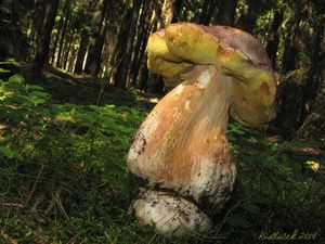 Klikni pro velký obrázek