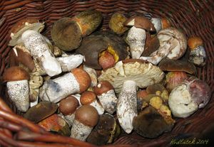 Klikni pro velký obrázek