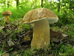 Klikni pro velký obrázek