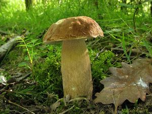 Klikni pro velký obrázek