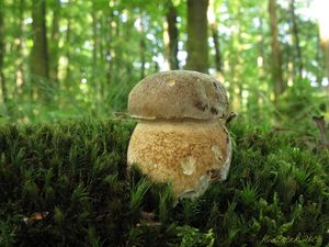 Klikni pro velký obrázek