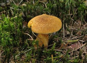 Klikni pro velký obrázek