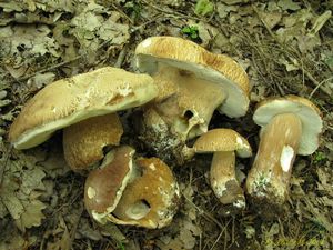 Klikni pro velký obrázek