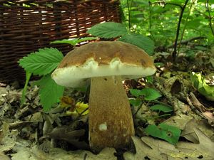 Klikni pro velký obrázek