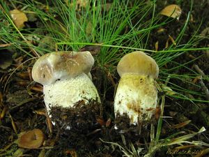 Klikni pro velký obrázek