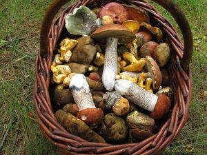 Klikni pro velký obrázek