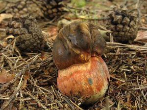 Klikni pro velký obrázek