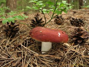 Klikni pro velký obrázek