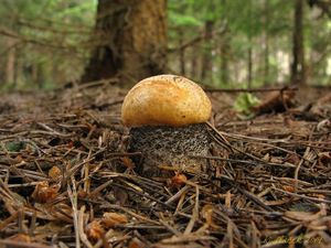 Klikni pro velký obrázek