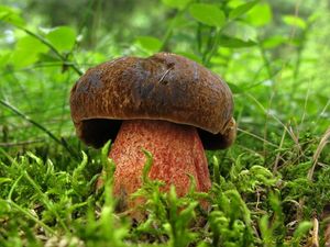 Klikni pro velký obrázek