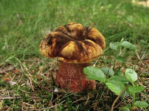 Klikni pro velký obrázek