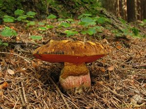 Klikni pro velký obrázek