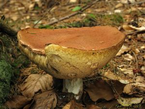 Klikni pro velký obrázek