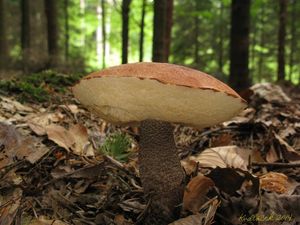 Klikni pro velký obrázek