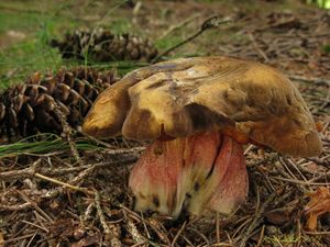 Klikni pro velký obrázek