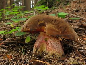 Klikni pro velký obrázek