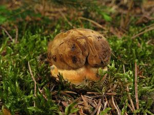 Klikni pro velký obrázek